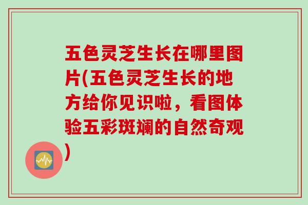 五色灵芝生长在哪里图片(五色灵芝生长的地方给你见识啦,看图体验五彩斑斓的自然奇观) 五色灵芝生长在哪里图片(五色灵芝生长的地方给你见识啦,看图体验五彩斑斓的自然奇观)