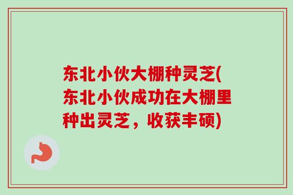 东北小伙大棚种灵芝(东北小伙成功在大棚里种出灵芝，收获丰硕)
