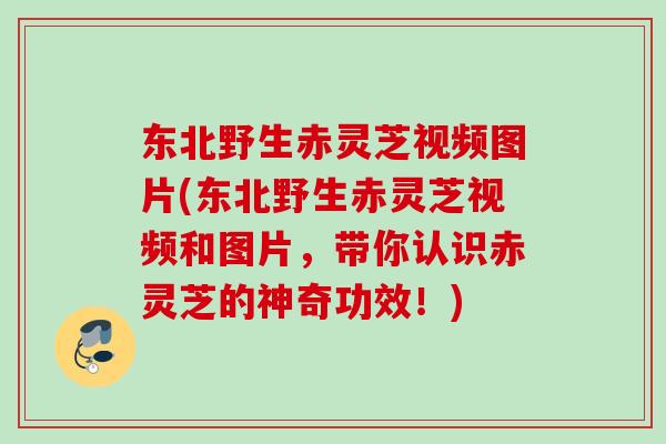 东北野生赤灵芝视频图片(东北野生赤灵芝视频和图片，带你认识赤灵芝的神奇功效！)