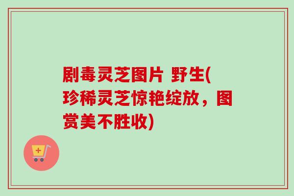 剧毒灵芝图片 野生(珍稀灵芝惊艳绽放,图赏美不胜收) 剧毒灵芝图片 野生(珍稀灵芝惊艳绽放,图赏美不胜收)