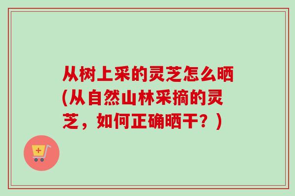 从树上采的灵芝怎么晒(从自然山林采摘的灵芝，如何正确晒干？)