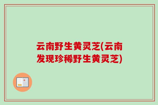 云南野生黄灵芝(云南发现珍稀野生黄灵芝)