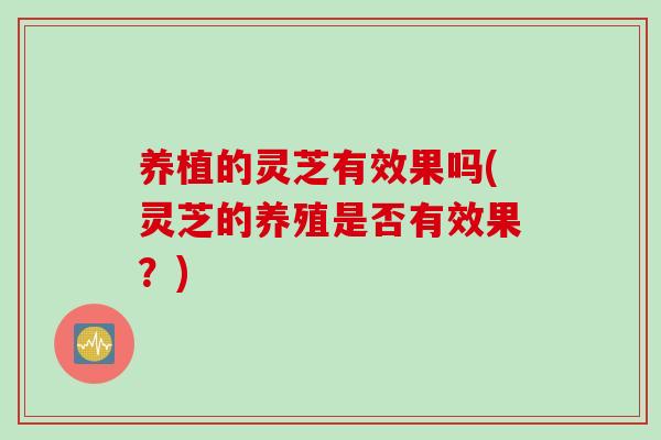 养植的灵芝有效果吗(灵芝的养殖是否有效果？)