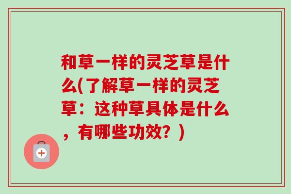 和草一样的灵芝草是什么(了解草一样的灵芝草：这种草具体是什么，有哪些功效？)