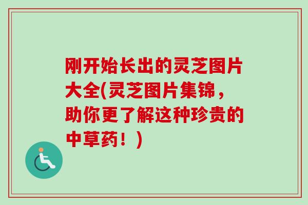 刚开始长出的灵芝图片大全(灵芝图片集锦，助你更了解这种珍贵的中草药！)