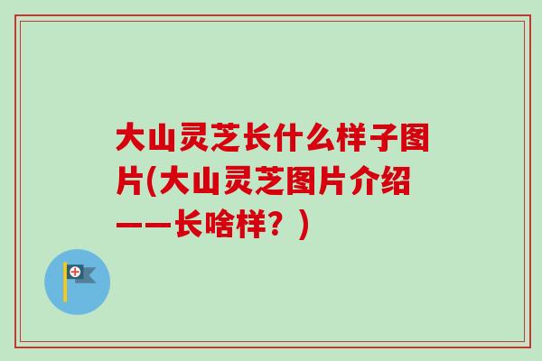 大山灵芝长什么样子图片(大山灵芝图片介绍——长啥样？)