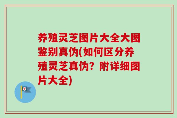 养殖灵芝图片大全大图鉴别真伪(如何区分养殖灵芝真伪？附详细图片大全)