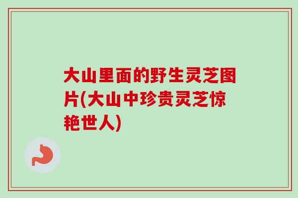 大山里面的野生灵芝图片(大山中珍贵灵芝惊艳世人)