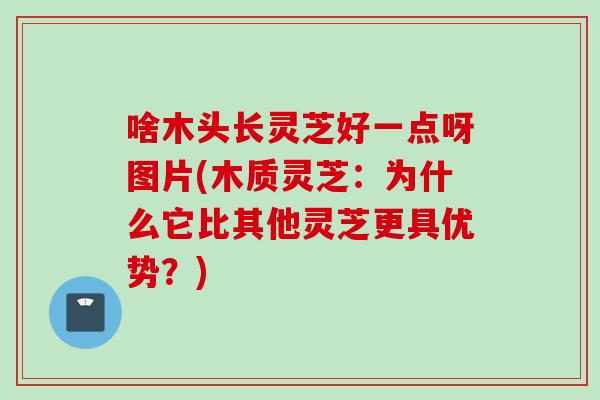 啥木头长灵芝好一点呀图片(木质灵芝：为什么它比其他灵芝更具优势？)