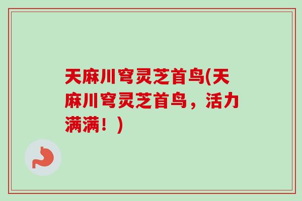 天麻川穹灵芝首鸟(天麻川穹灵芝首鸟，活力满满！)