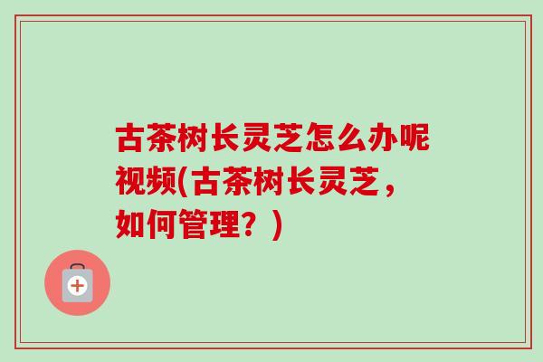 古茶树长灵芝怎么办呢视频(古茶树长灵芝，如何管理？)