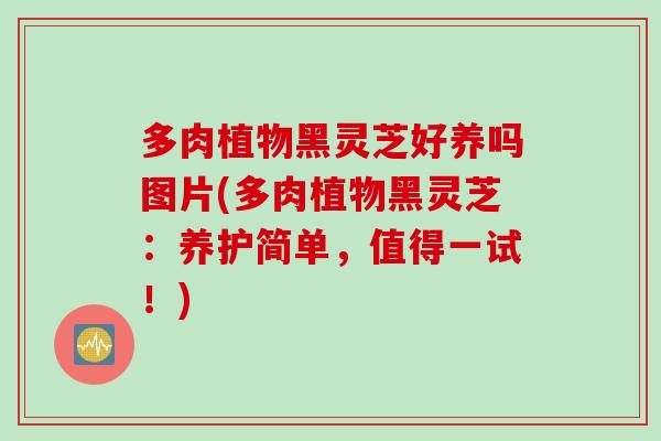 多肉植物黑灵芝好养吗图片(多肉植物黑灵芝：养护简单，值得一试！)