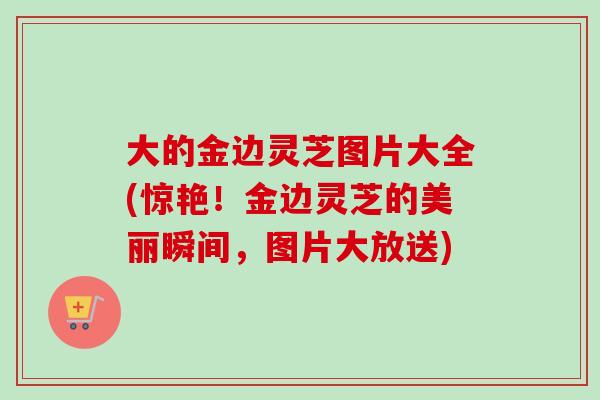 大的金边灵芝图片大全(惊艳！金边灵芝的美丽瞬间，图片大放送)