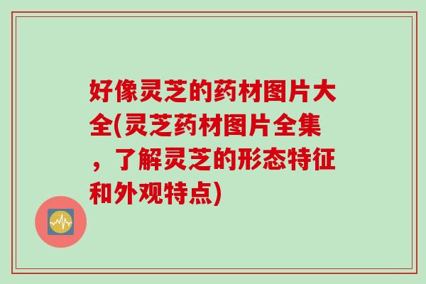 好像灵芝的药材图片大全(灵芝药材图片全集，了解灵芝的形态特征和外观特点)