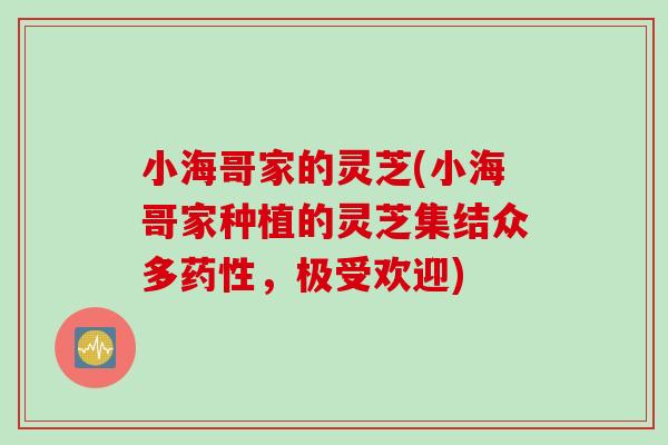 小海哥家的灵芝(小海哥家种植的灵芝集结众多药性，极受欢迎)