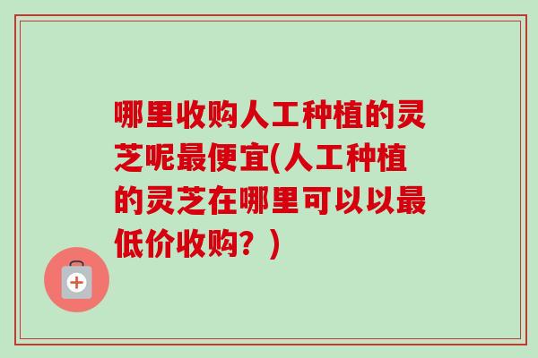 哪里收购人工种植的灵芝呢最便宜(人工种植的灵芝在哪里可以以最低价收购？)