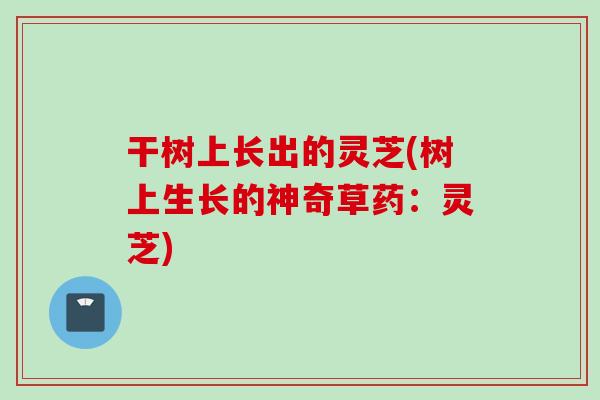 干树上长出的灵芝(树上生长的神奇草药：灵芝)