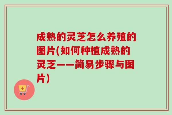 成熟的灵芝怎么养殖的图片(如何种植成熟的灵芝——简易步骤与图片)