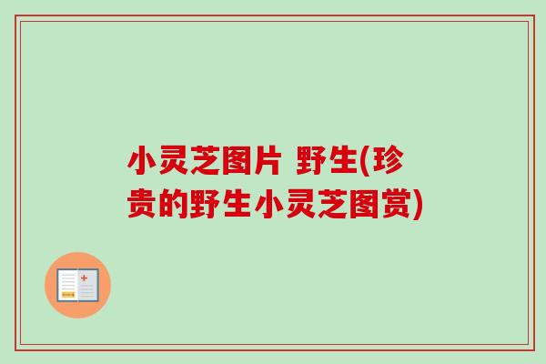 小灵芝图片 野生(珍贵的野生小灵芝图赏)