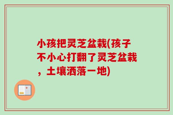 小孩把灵芝盆栽(孩子不小心打翻了灵芝盆栽，土壤洒落一地)