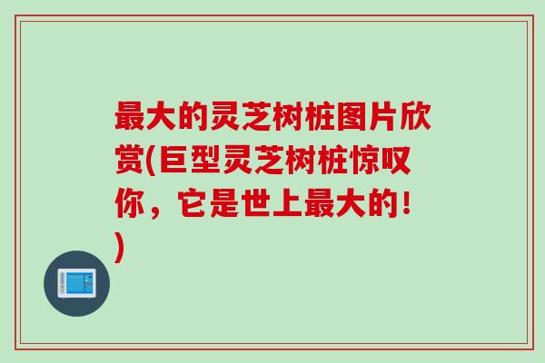 最大的灵芝树桩图片欣赏(巨型灵芝树桩惊叹你，它是世上最大的！)