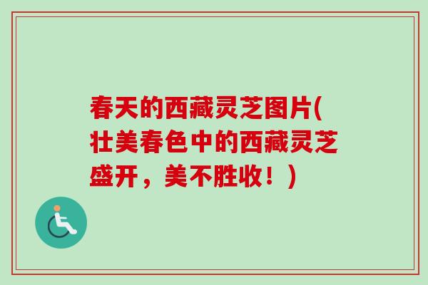 春天的西藏灵芝图片(壮美春色中的西藏灵芝盛开，美不胜收！)