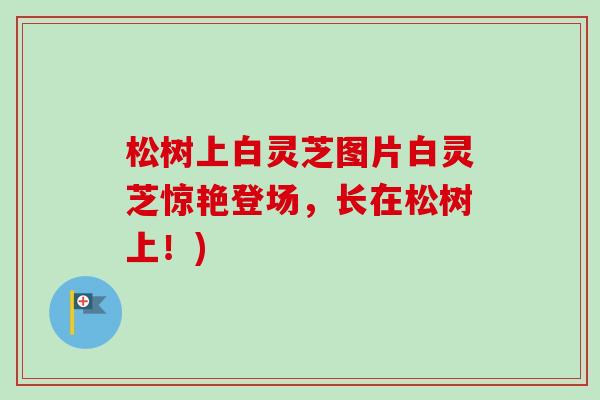 松树上白灵芝图片白灵芝惊艳登场，长在松树上！)