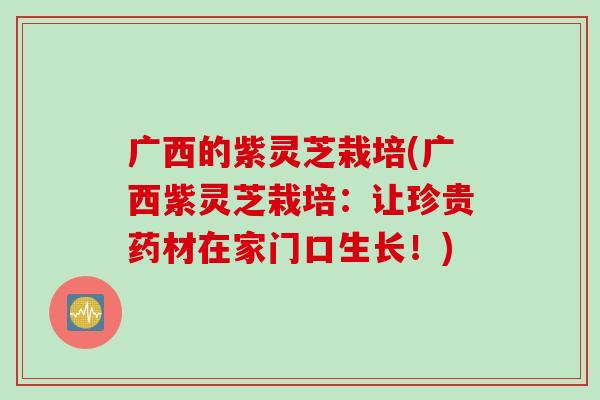 广西的紫灵芝栽培(广西紫灵芝栽培：让珍贵药材在家门口生长！)