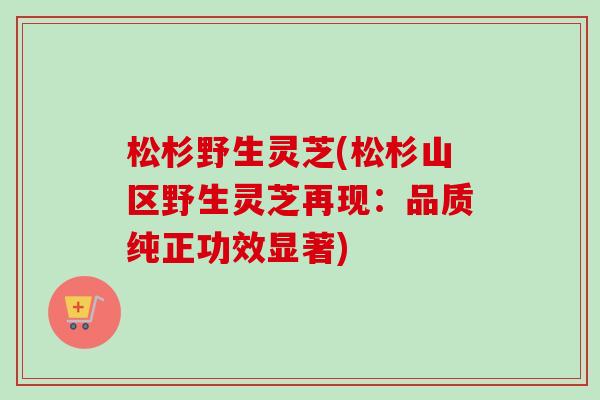 松杉野生灵芝(松杉山区野生灵芝再现：品质纯正功效显著)