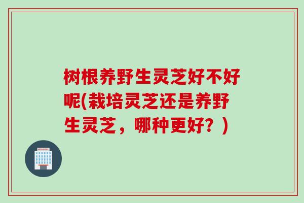 树根养野生灵芝好不好呢(栽培灵芝还是养野生灵芝，哪种更好？)