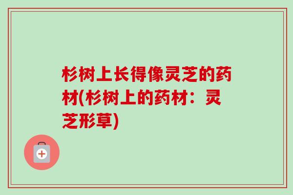 杉树上长得像灵芝的药材(杉树上的药材：灵芝形草)