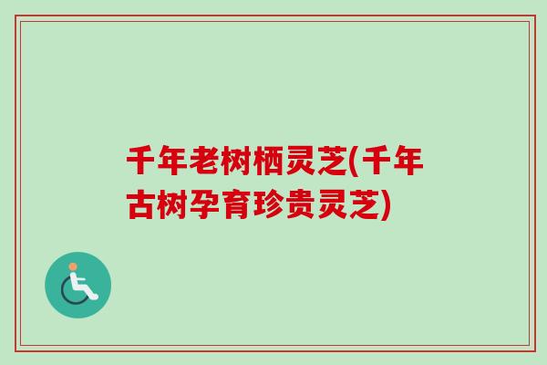 千年老树栖灵芝(千年古树孕育珍贵灵芝)