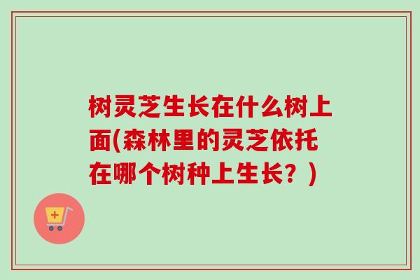 树灵芝生长在什么树上面(森林里的灵芝依托在哪个树种上生长？)