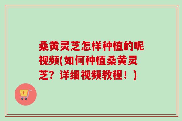 桑黄灵芝怎样种植的呢视频(如何种植桑黄灵芝？详细视频教程！)