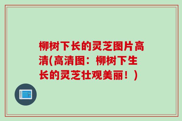 柳树下长的灵芝图片高清(高清图：柳树下生长的灵芝壮观美丽！)