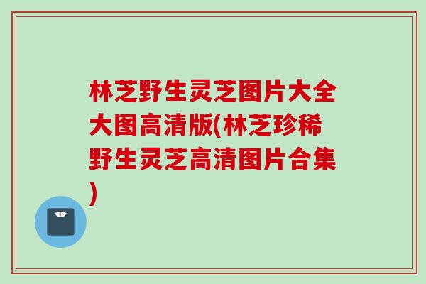 林芝野生灵芝图片大全大图高清版(林芝珍稀野生灵芝高清图片合集)