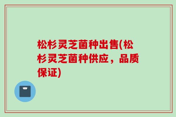 松杉灵芝菌种出售(松杉灵芝菌种供应，品质保证)
