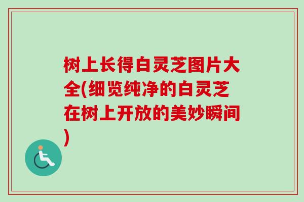 树上长得白灵芝图片大全(细览纯净的白灵芝在树上开放的美妙瞬间)