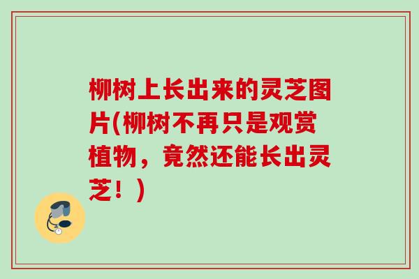 柳树上长出来的灵芝图片(柳树不再只是观赏植物，竟然还能长出灵芝！)