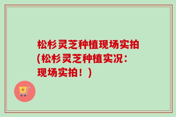 松杉灵芝种植现场实拍(松杉灵芝种植实况：现场实拍！)