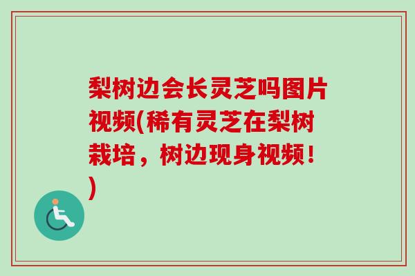 梨树边会长灵芝吗图片视频(稀有灵芝在梨树栽培，树边现身视频！)