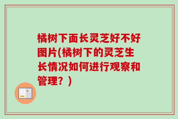 橘树下面长灵芝好不好图片(橘树下的灵芝生长情况如何进行观察和管理？)