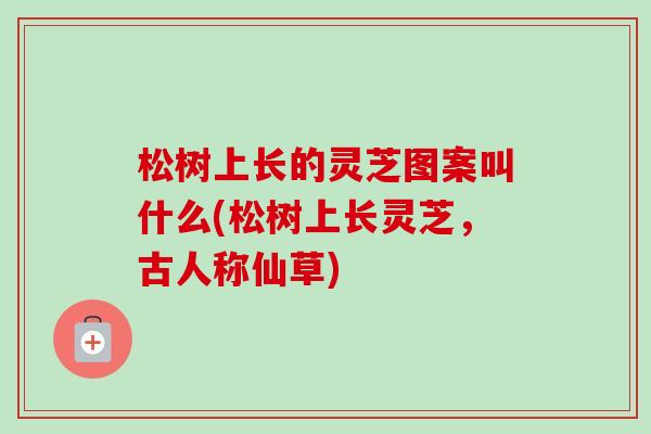 松树上长的灵芝图案叫什么(松树上长灵芝，古人称仙草)
