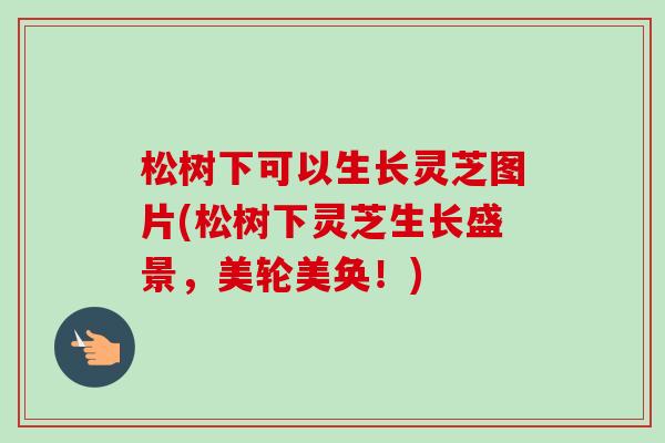 松树下可以生长灵芝图片(松树下灵芝生长盛景，美轮美奂！)