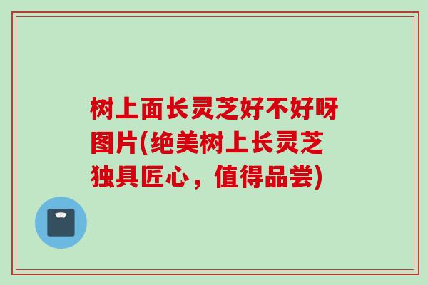 树上面长灵芝好不好呀图片(绝美树上长灵芝独具匠心，值得品尝)