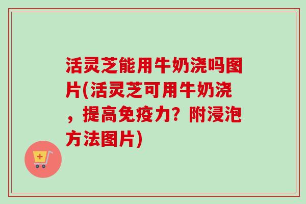 活灵芝能用牛奶浇吗图片(活灵芝可用牛奶浇，提高免疫力？附浸泡方法图片)