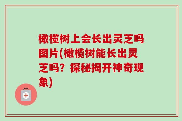 橄榄树上会长出灵芝吗图片(橄榄树能长出灵芝吗？探秘揭开神奇现象)