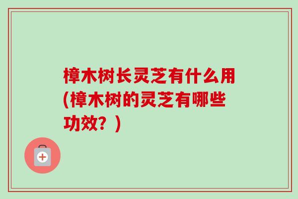 樟木树长灵芝有什么用(樟木树的灵芝有哪些功效？)