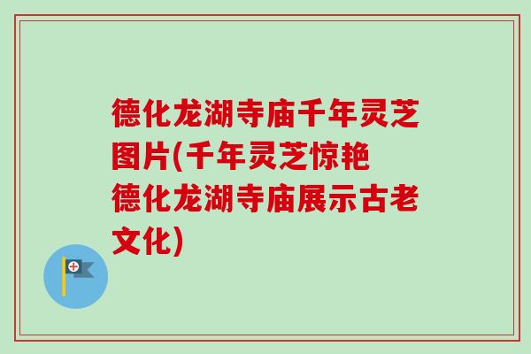德化龙湖寺庙千年灵芝图片(千年灵芝惊艳 德化龙湖寺庙展示古老文化)