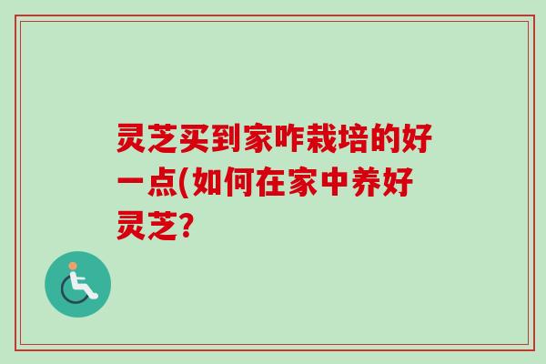 灵芝买到家咋栽培的好一点(如何在家中养好灵芝？